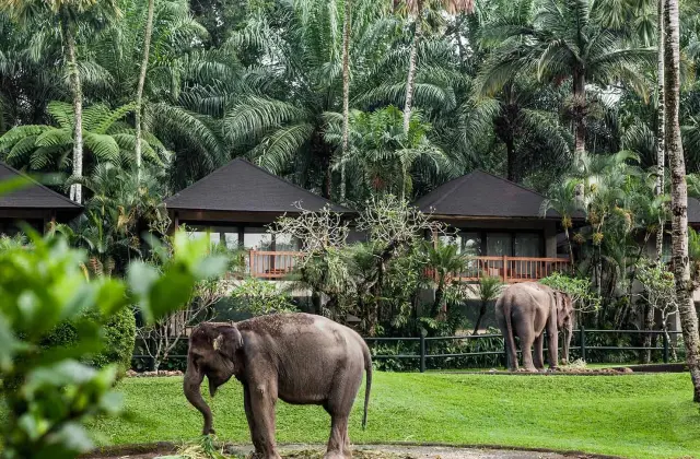 Mason Elephant Park & Lodge