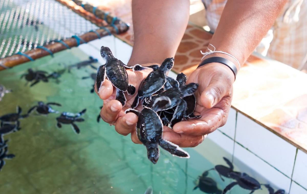 One Day Tour - Explore Marine Conservation & Cultural Heritage