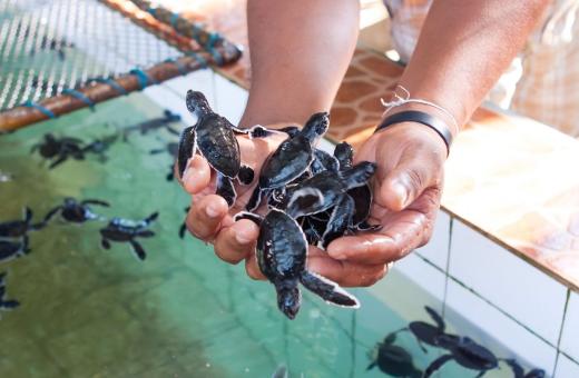 One Day Tour - Explore Marine Conservation & Cultural Heritage